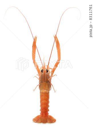 アカザエビ 8311761