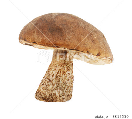 Mushroom 8312550