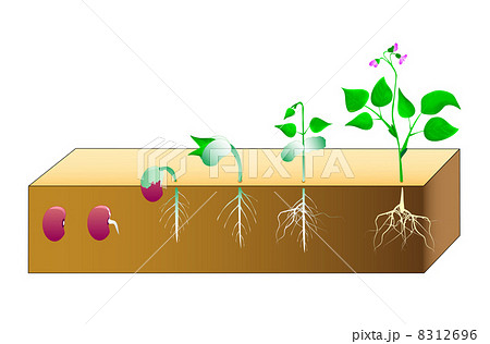 Germinating beans 8312696