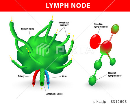 lymph node lymph node 8312698