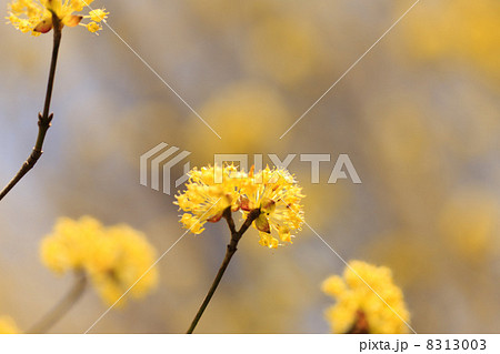 サンシュウの花 8313003