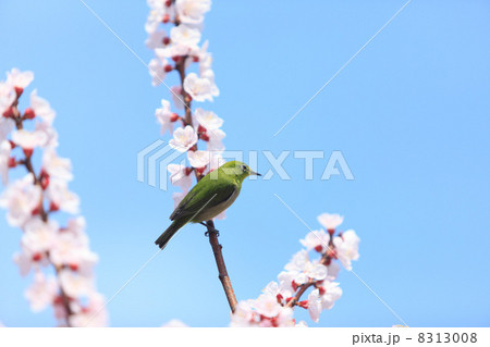 杏の花とメジロ 杏の花とメジロ 8313008