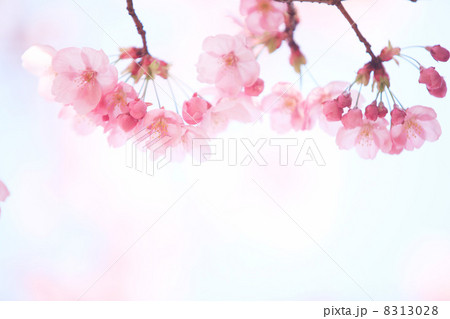 ヨウコウザクラ 8313028