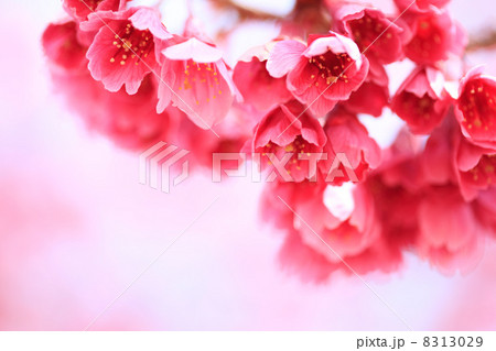 カンヒザクラ カンヒザクラ 8313029