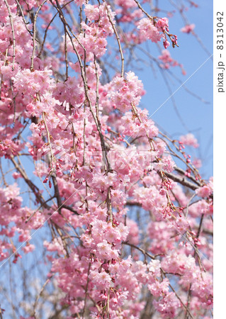 嵐山のシダレザクラ 嵐山のシダレザクラ 8313042