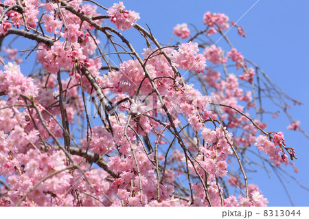 嵐山のシダレザクラ 8313044