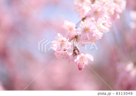 嵐山のシダレザクラ 嵐山のシダレザクラ 8313049