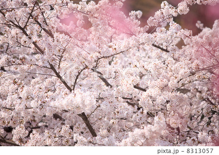 嵐山の桜 8313057