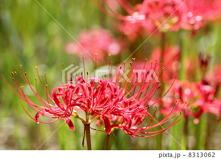曼珠沙華 8313062