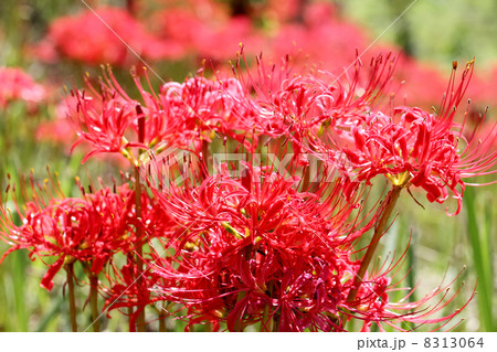 彼岸花 8313064