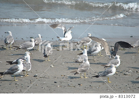 ウミネコ 8313072