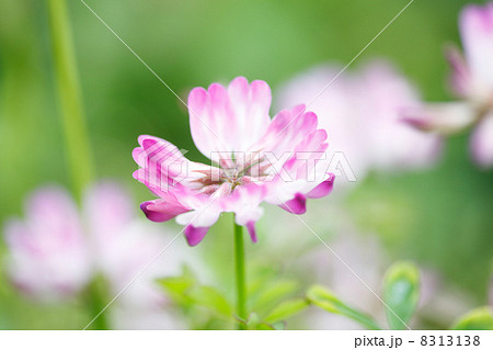 レンゲソウ 8313138