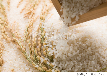 稲穂と米 8313475