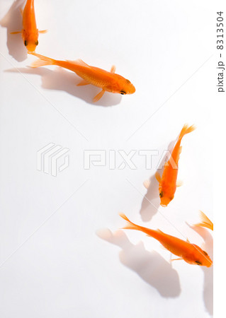 金魚 8313504