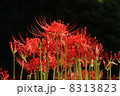 赤く燃える 8313823