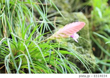 野性ランの花 8314034