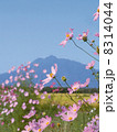 コスモスと岩木山 8314044