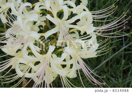 ヒガンバナ　０１ 8314088