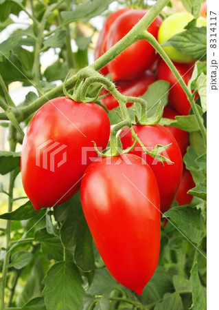 Red tomatoes in greenhouse 8314117