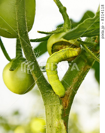 Cutworm eats green tomato Cutworm eats green tomato 8314118