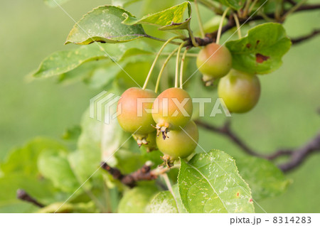 ヒメリンゴ 8314283