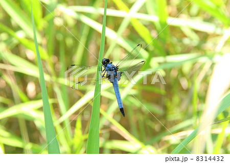 ビオトープのシオカラトンボ 8314432
