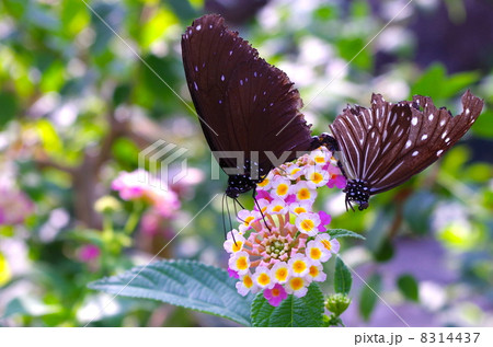 つがいの蝶々 つがいの蝶々 8314437