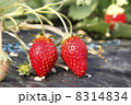 ハウスの苺 8314834
