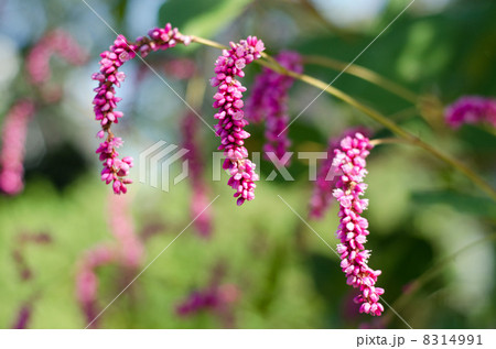 オオケタデ オオケタデ 8314991