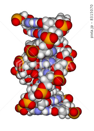 Part of a DNA double helix (a space filling model) 8315070