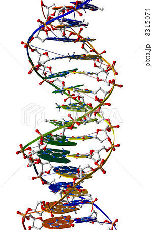 DNA macromolecule DNA macromolecule 8315074