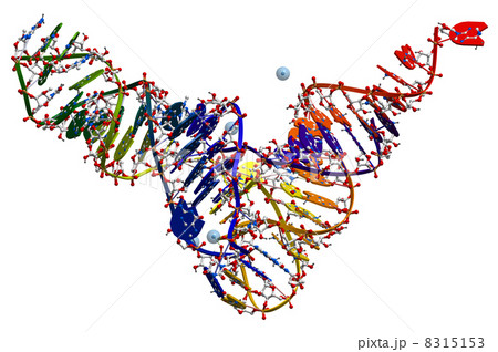 Transfer ribonucleic acid of yeast. 3D molecular structure 8315153
