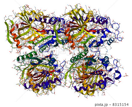 Ovalbumin, the main protein of egg white 8315154