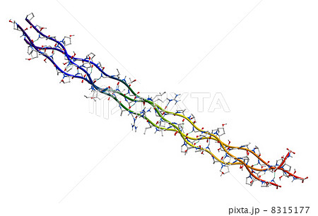 Human collagen molecule (segment) 8315177