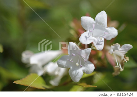 ハナゾノツクバネウツギ（花園衝羽根空木） 8315424