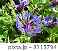 花と蜂 8315794