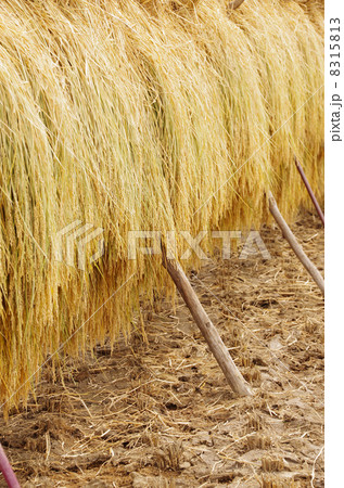 はぜ掛け　姨捨の棚田 8315813