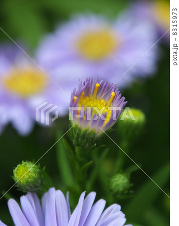 薄水色の乱舞 8315973