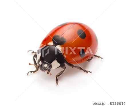 Ladybug 8316012