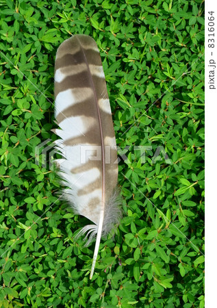 フクロウの落し物! フクロウの落し物! 8316064