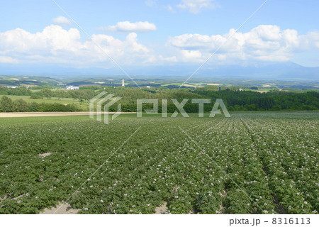 北海道美瑛の小麦畑 8316113