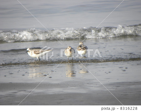コアジサシが飛びたった後に姿を見せたミユビシギ 8316228
