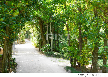 9月　風景・沖縄35備瀬フク木並木 8316280