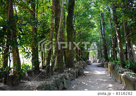 9月　風景・沖縄33備瀬フク木並木 8316282