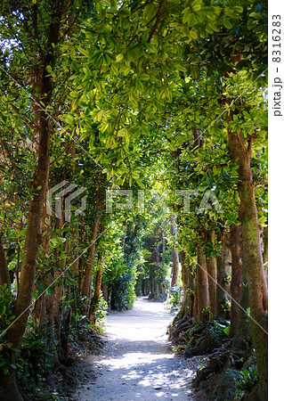 9月　風景・沖縄30備瀬フク木並木 8316283