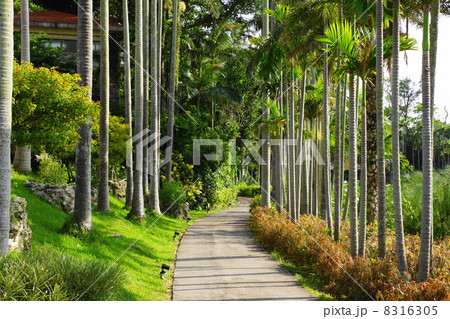 9月熱帯植物ユスラヤシ・ヤシ科03沖縄県 8316305