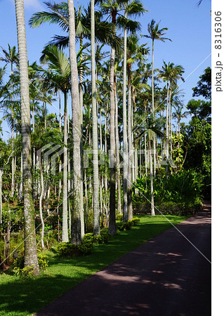 9月熱帯植物ユスラヤシ・ヤシ科02沖縄県 8316306
