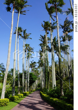 9月熱帯植物ユスラヤシ・ヤシ科01沖縄県 8316307