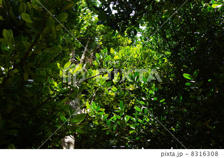 9月熱帯植物フクギ・オトギリソウ科01 8316308