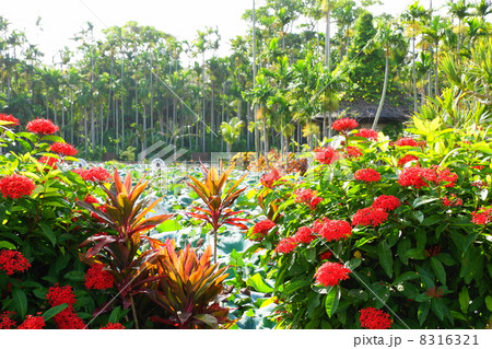 6月花 熱帯植物サンタンカ アカネ科14沖縄の写真素材